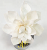 Elegant Natural White Diffuser Sola Flowers